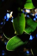 wonderful leaves