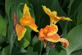 Louisiana flowers