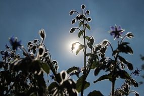flowering stems lit by the sun