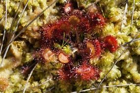 small carnivorous s plant sundew