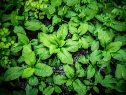 large broad green leaves