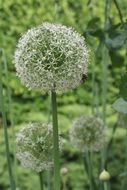 white dandelions on a background of green grass