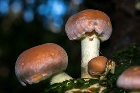 mushrooms under the tree