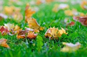 Close-up of colorful fallen autumn leaves on green grass