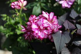 summer garden flowers