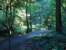 wooden bridge in the summer forest