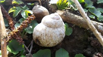 Picture of the snail in a meadow