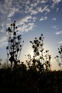 silhouettes of thistle at sunset