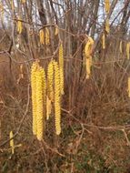 yellow flowers of hazel on a bush