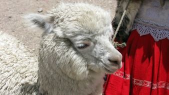 Beautiful alpaca in Peru