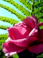 red rose in front of fern leaves