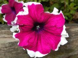 maroon white petunia