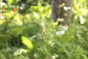 spider in a natural environment