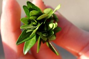 green leaf in human fingers