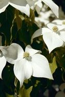 pretty white dogwood flowers