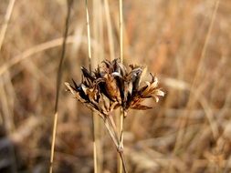 brown grass