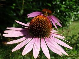 coneflower of an echinacea