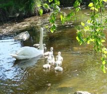 mother swan cygnets