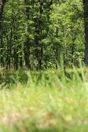 tall green grass in the forest