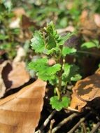 Green hederacea plants