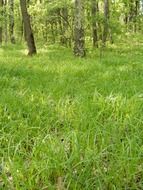 green grass among the trees of the forest