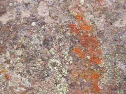 orange moss on stone