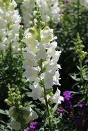 beautiful white hollyhock