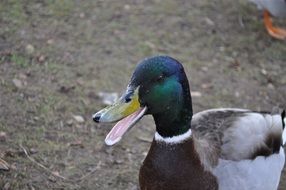 duck with open beak