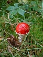 red mushroom in green grass