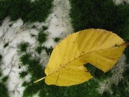 yellow leaf moss and snow