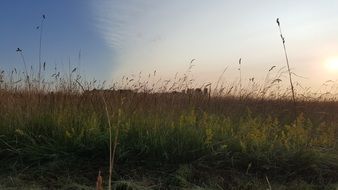 grass on meadow at sunset