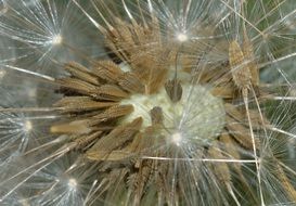 Seeds of the tarassacum