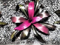 flower plant nature garden beauty
