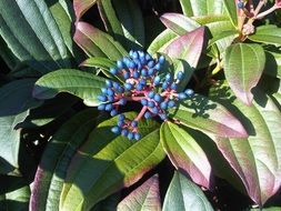 Blue berries in a garden in the sun close-up