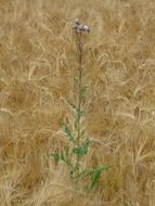 thistles among the wheat field