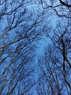 trees against a blue sky