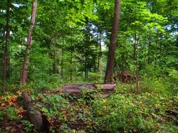 vibrant green forest