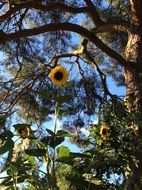 stunning sun flower