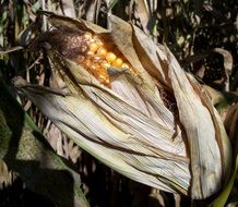 ripe corn in dry leaves