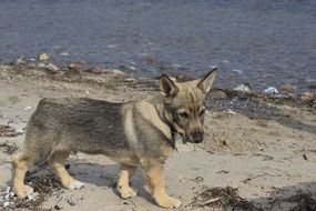 Puppy on the beach near the water