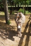 donkey in countryside