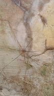 spider with long legs on the stone