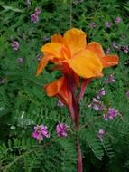orange canna indica flower