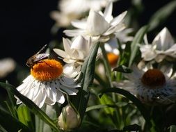 insect on white flowers