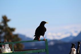 jackdaw sits on a metal fence