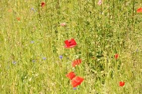 red poppies and wildflowers on a field in summer