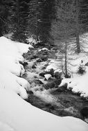 Winter Forest stream snow black white