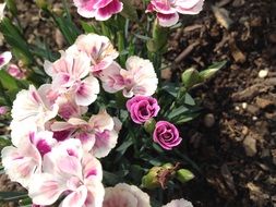 roses in the garden