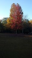 extraordinary beautiful orange red tree