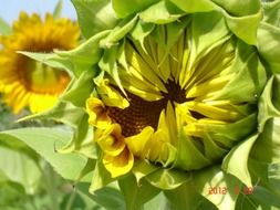 closed sunflower on the field